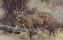 tableau L'impala   animaux,africaniste  huile papier 2ième moitié 20e siècle