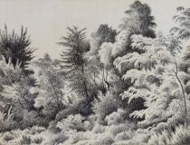 tableau Paysages aux arbres De Vaucleroy Pierre paysage  encre papier 1ère moitié 20e siècle